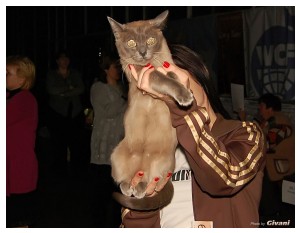 Cats Shows Photo • Выставки кошек - Cats Show • March, 2010 • Донецк - 403