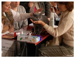 Cats Shows Photo • Выставки кошек - Cats Show • March, 2010 • Донецк - 449