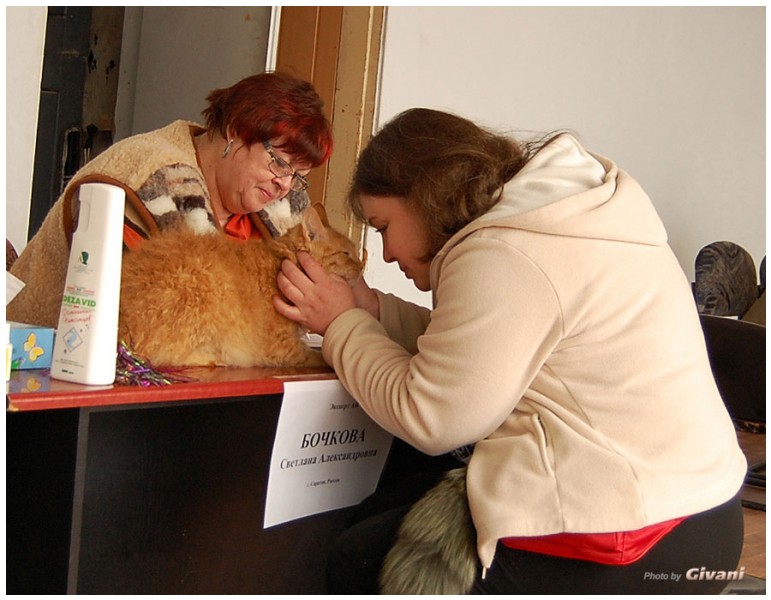 Cats Shows Photo • Выставки кошек - Cats Show • March, 2010 • Донецк - 479