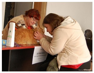 Cats Shows Photo • Выставки кошек - Cats Show • March, 2010 • Донецк - 479