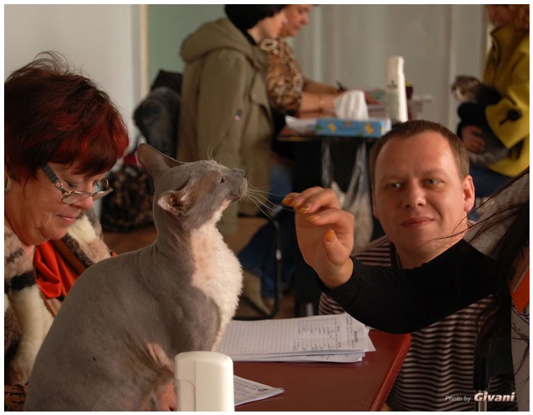 Cats Shows Photo • Выставки кошек - Cats Show • March, 2010 • Донецк - 612