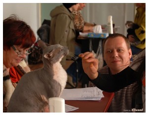Cats Shows Photo • Выставки кошек - Cats Show • March, 2010 • Донецк - 612