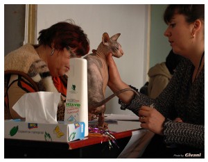 Cats Shows Photo • Выставки кошек - Cats Show • March, 2010 • Донецк - 603