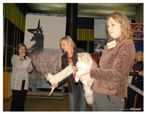 Cats Shows Photo • Выставки кошек - Cats Show • March, 2010 • Донецк - 380