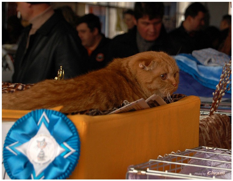 Cats Shows Photo • Выставки кошек - Cats Show • March, 2010 • Донецк - 510
