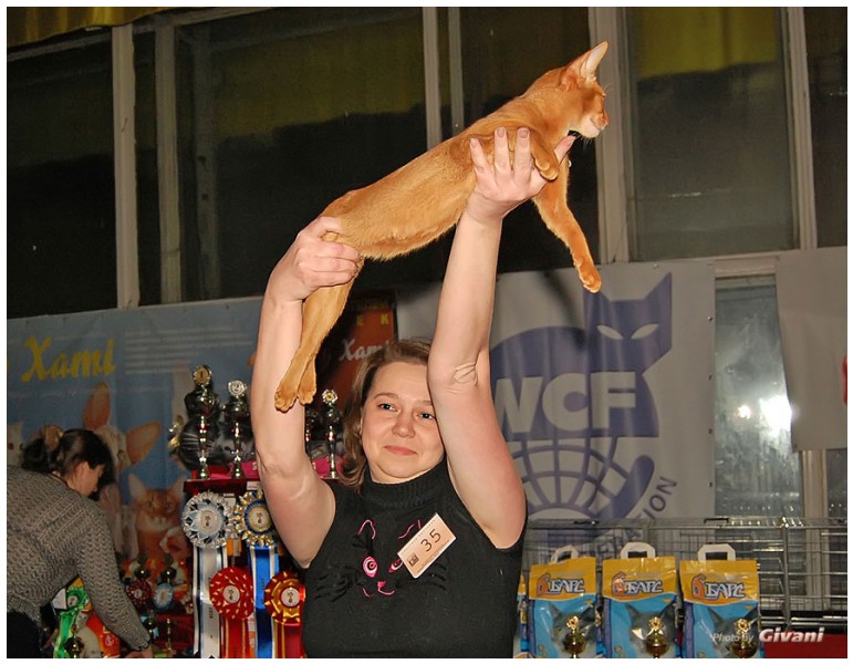 Cats Shows Photo • Выставки кошек - Cats Show • March, 2010 • Донецк - 376