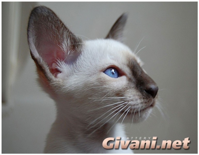 Siamese Cats • Сиамские кошки - Siamese Kittens • Сиамские котята - Шоколад Поинт
