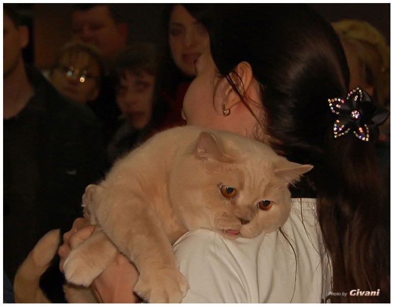 Cats Shows Photo • Выставки кошек - Cats Show • March, 2010 • Донецк - 364