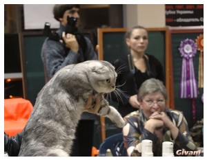 Cats Shows Photo • Выставки кошек - Cats Show • October, 2010 • Донецк - 005
