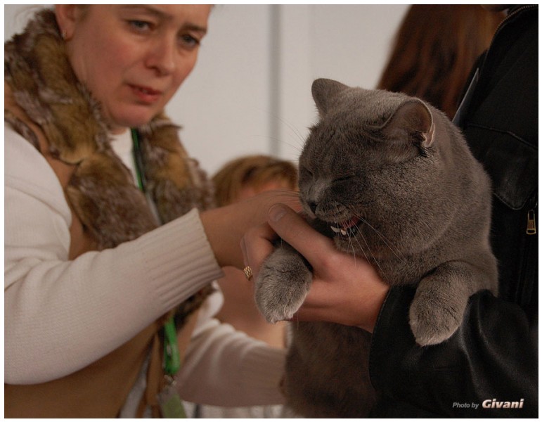Cats Shows Photo • Выставки кошек - Cats Show • March, 2010 • Донецк - 454