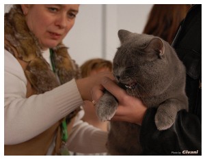 Cats Shows Photo • Выставки кошек - Cats Show • March, 2010 • Донецк - 454