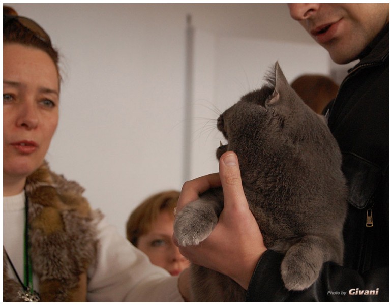 Cats Shows Photo • Выставки кошек - Cats Show • March, 2010 • Донецк - 455