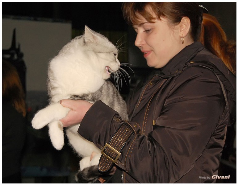 Cats Shows Photo • Выставки кошек - Cats Show • March, 2010 • Донецк - 393