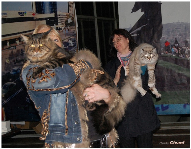 Cats Shows Photo • Выставки кошек - Cats Show • March, 2010 • Донецк - 391