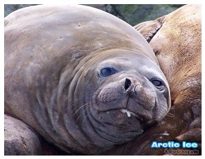 Nature • Природа - Arctic Ice • Арктика - Морской котик • Seal