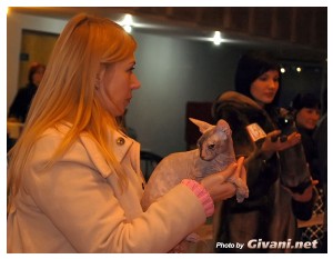 Cats Shows Photo • Выставки кошек - Cats Show • December, 2009 • Донецк - 03