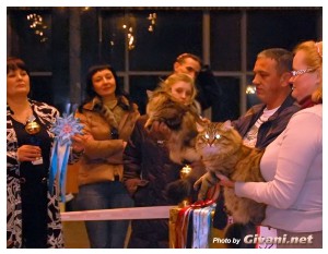 Cats Shows Photo • Выставки кошек - Cats Show • December, 2009 • Донецк - 04