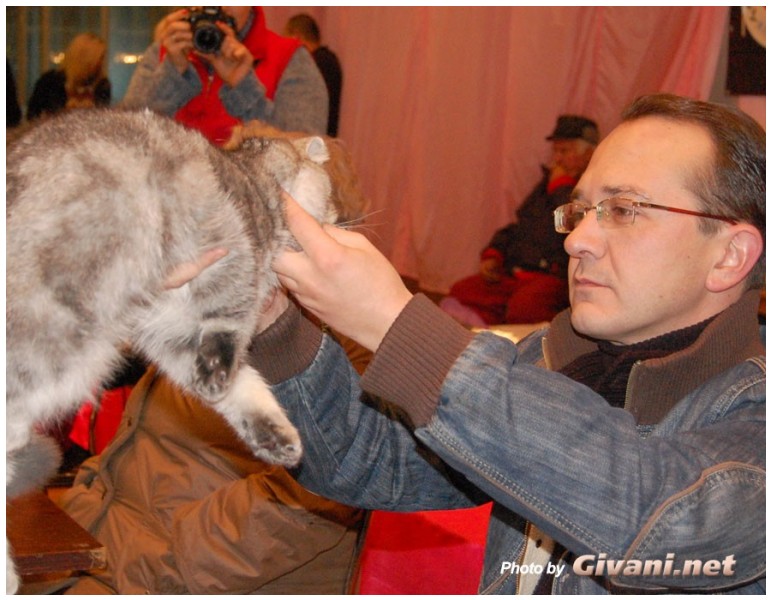 Cats Shows Photo • Выставки кошек - Cats Show • December, 2009 • Донецк - Mr. Ivaras Plepis (Lithuania)