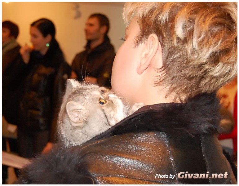 Cats Shows Photo • Выставки кошек - Cats Show • December, 2009 • Донецк - 31