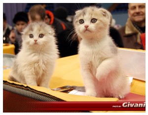 Cats Shows Photo • Выставки кошек - Cats Show • February, 2010 • Донецк - 020