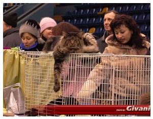 Cats Shows Photo • Выставки кошек - Cats Show • February, 2010 • Донецк - 016