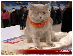 Cats Shows Photo • Выставки кошек - Cats Show • February, 2010 • Донецк - 029