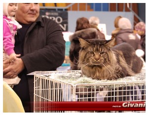 Cats Shows Photo • Выставки кошек - Cats Show • February, 2010 • Донецк - 105
