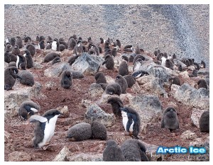 Nature • Природа - Arctic Ice • Арктика - Arctic_Ice_040