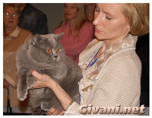 Cats Shows Photo • Выставки кошек - Cats Show • September, 2009 • Донецк - 004