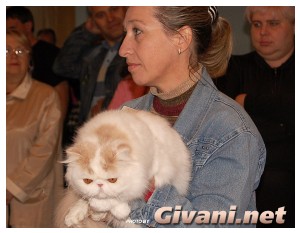 Cats Shows Photo • Выставки кошек - Cats Show • September, 2009 • Донецк - 007