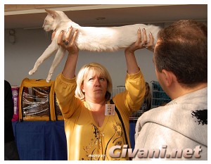 Cats Shows Photo • Выставки кошек - Cats Show • September, 2009 • Донецк - 030