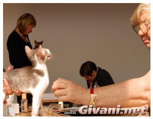 Cats Shows Photo • Выставки кошек - Cats Show • September, 2009 • Донецк - 107