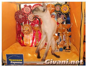 Cats Shows Photo • Выставки кошек - Cats Show • September, 2009 • Донецк - 060