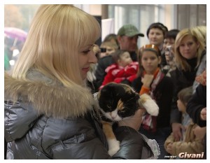 Cats Shows Photo • Выставки кошек - Cats Show • October, 2010 • Донецк - 047