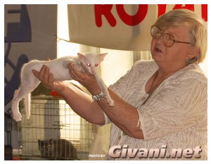 Cats Shows Photo • Выставки кошек - Cats Show • September, 2009 • Донецк - 016