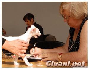 Cats Shows Photo • Выставки кошек - Cats Show • September, 2009 • Донецк - 101