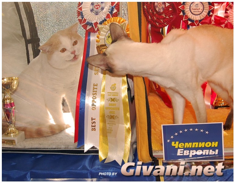 Cats Shows Photo • Выставки кошек - Cats Show • September, 2009 • Донецк - 059