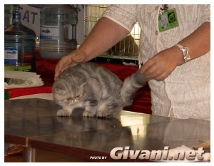 Cats Shows Photo • Выставки кошек - Cats Show • September, 2009 • Донецк - 018