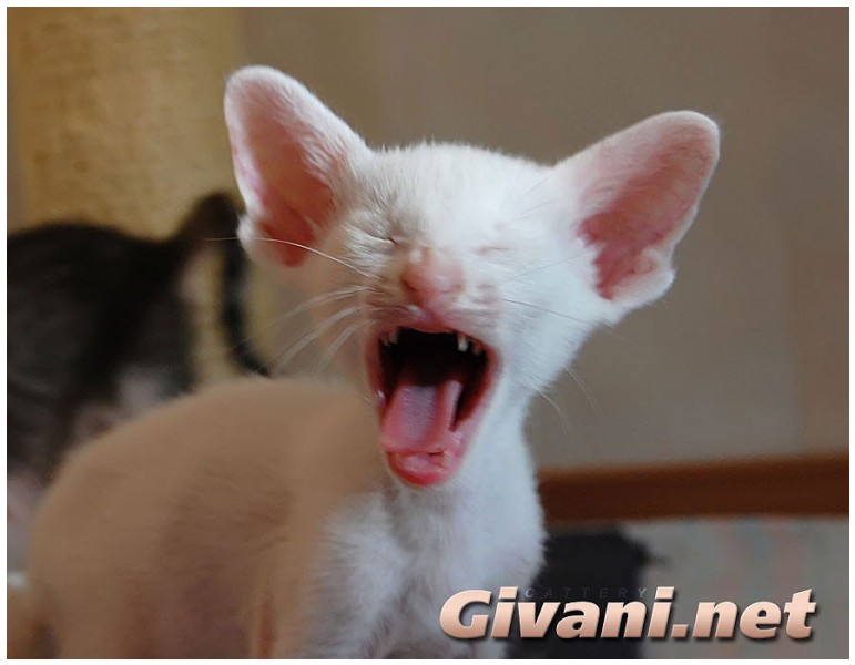 Givani.net - Funny Pics • Прикольные фото - Зевающий кот
