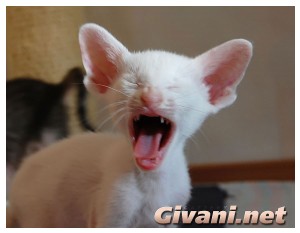 Givani.net - Funny Pics • Прикольные фото - Зевающий кот