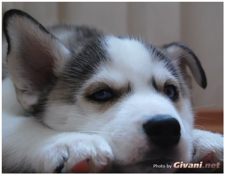 Givani.net - Huskies photo • Хаски фото - Husky Puppy