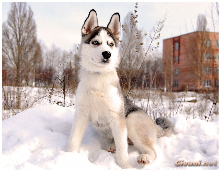Givani.net - Huskies photo • Хаски фото - Siberian Huskie Photo
