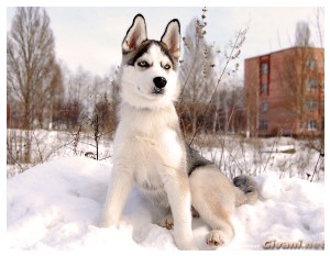 Givani.net - Huskies photo • Хаски фото - Siberian Huskie Photo