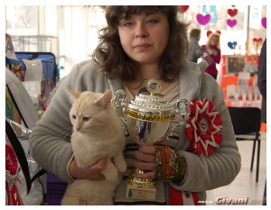 Cats Shows Photo • Выставки кошек - Cats Show • February, 2011 • Донецк - 006