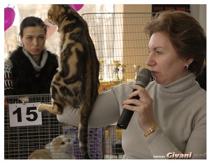 Cats Shows Photo • Выставки кошек - Cats Show • February, 2011 • Донецк - 015