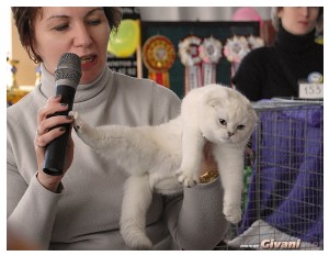 Cats Shows Photo • Выставки кошек - Cats Show • February, 2011 • Донецк - 019