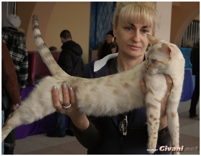 Cats Shows Photo • Выставки кошек - Cats Show • February, 2011 • Донецк - 030
