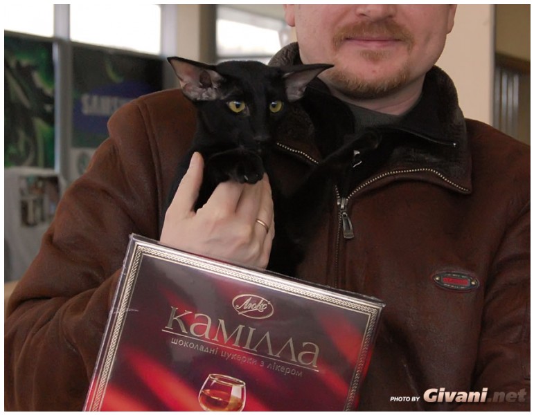 Cats Shows Photo • Выставки кошек - Cats Show • February, 2011 • Донецк - Камілла для Камиллы :)