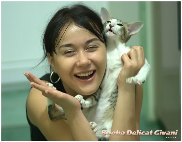 Oriental Cats • Ориентальные кошки - Oriental cats • Ориентальные кошки - BuBu_02
