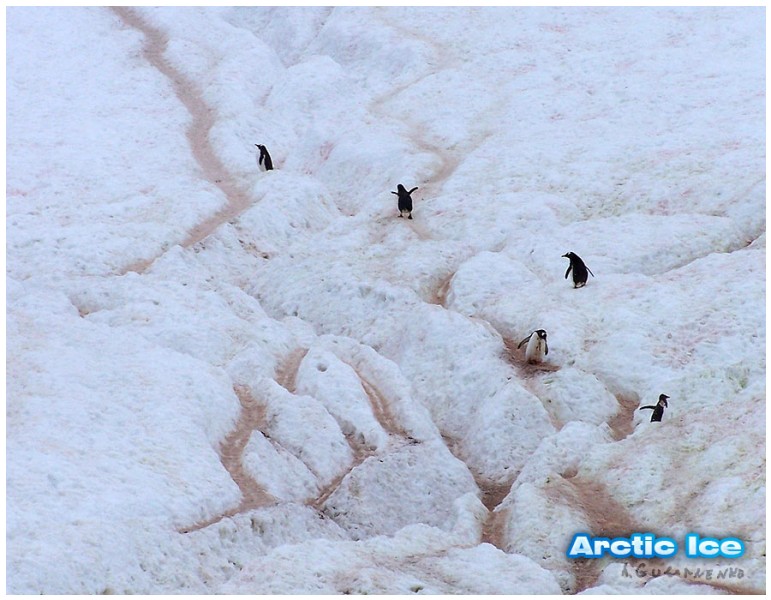 Nature • Природа - Arctic Ice • Арктика - Arctic_Ice_056